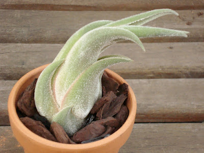 Tillandsia seleriana care and culture