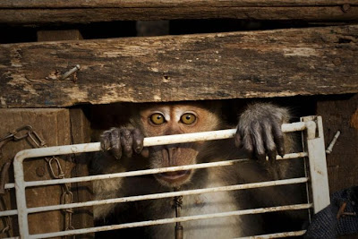 Performing Street Monkeys of Indonesia Seen On www.coolpicturegallery.us