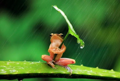 sapito se tapa con una hoja de la lluvia