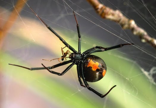 red back spider bites pictures. 2011 Redback Spider red back