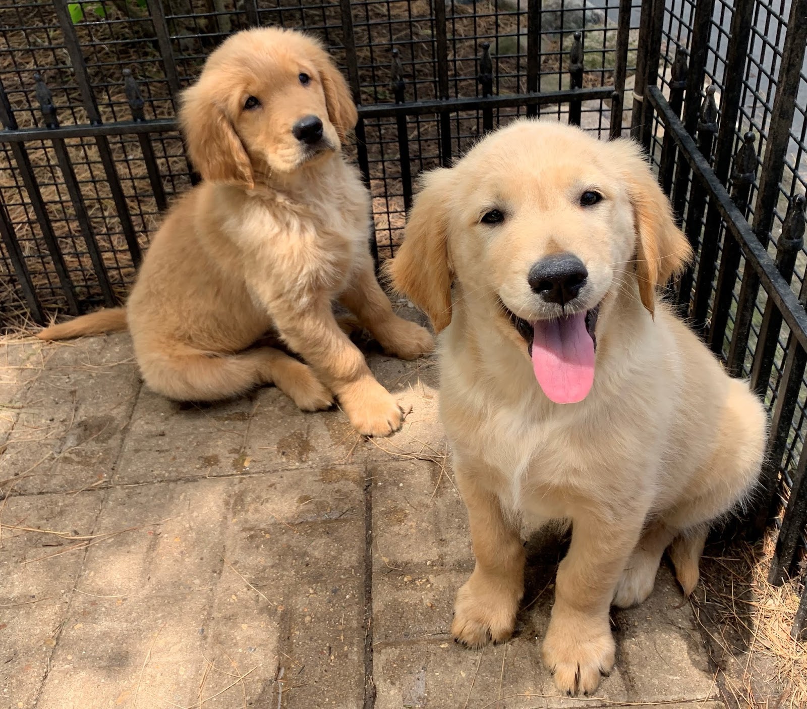 B & C Kennels: Last Two Golden Retriever pups are loving the beautiful ... - GolDens