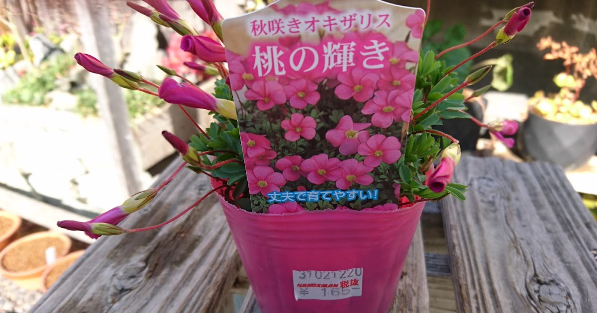 オキザリスの育て方 秋から冬に花を楽しめる品種 桃の輝き メダカの大工