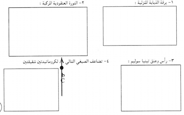 امتحان الشهادة السودانية 2019