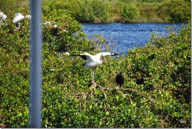 03-14-15 Boat Trip on Peace River Punta Gorda (101)