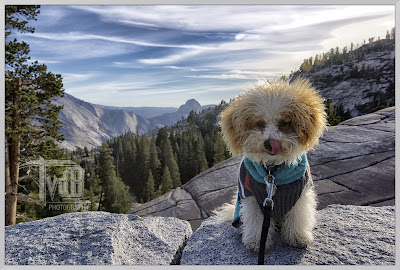 Maltipoo puppy at Half Dome Yosemite