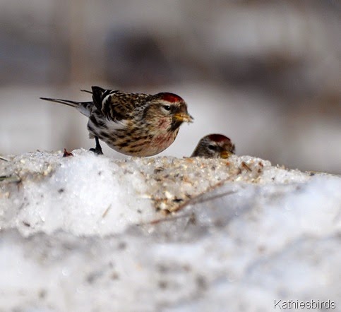 8. snowbirds-kab