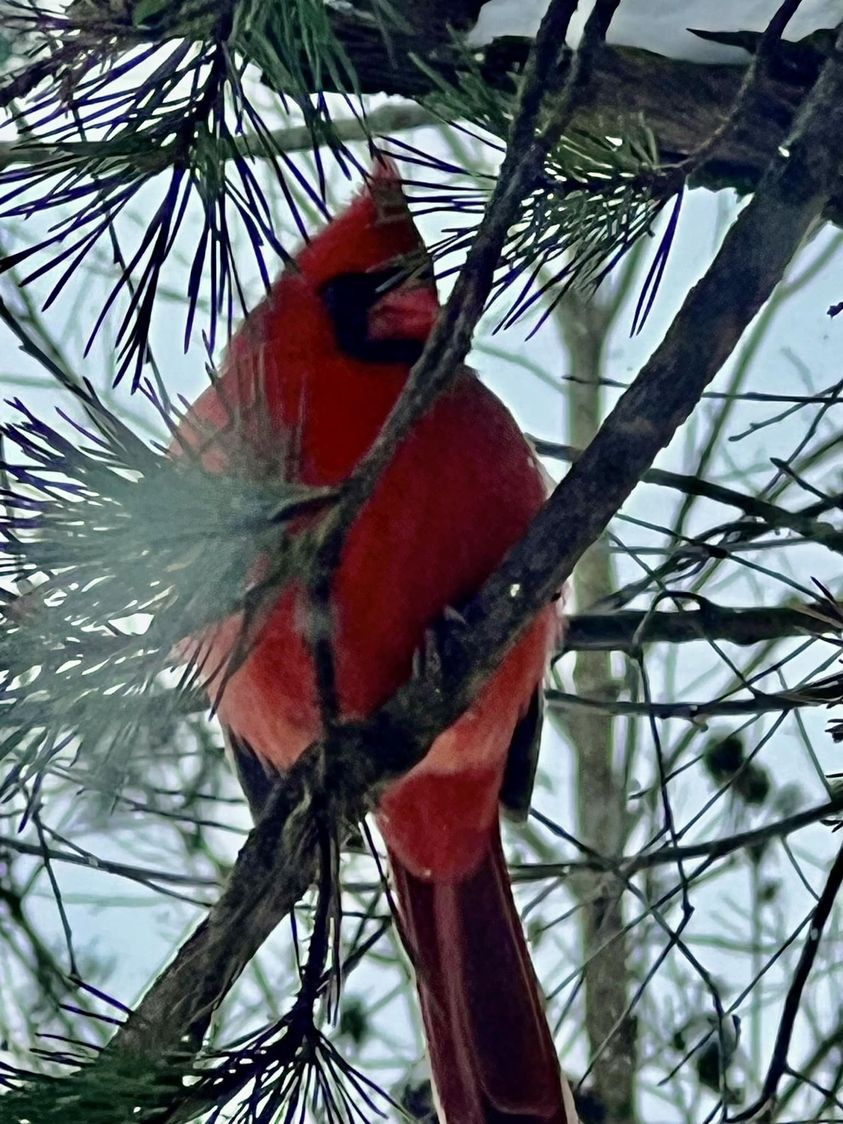 পাখির পিক, পাখি পিক, পাখির পিকচার, পাখি পিকচার, পাখির ছবি, পশু পাখির ছবি, টিয়া পাখির ছবি, দোয়েল পাখির ছবি, তোতা পাখির ছবি, ময়না পাখির ছবি, চাতক পাখ