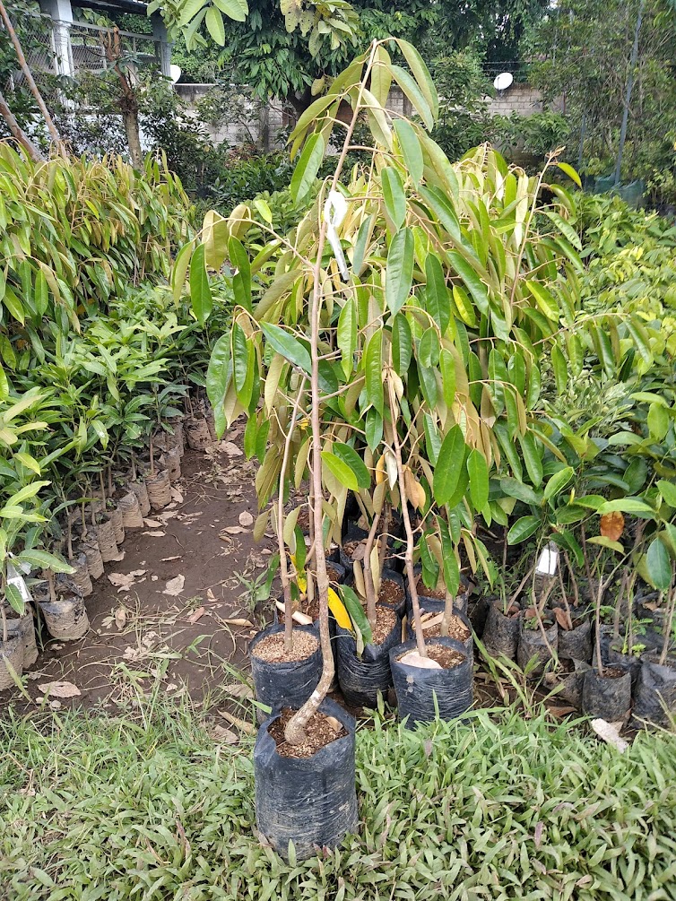 bibit durian pelangi cocok untuk produktif buah mudah perawatan Mataram