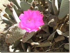 PricklyPearBloom (10)