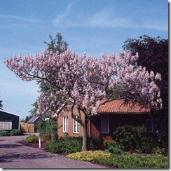 Paulownia_Tomentosa