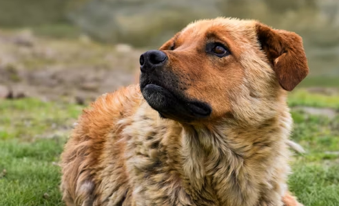 Can Animals Sense Tsunamis?