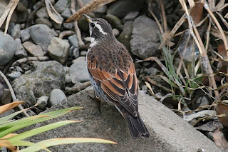 Turdus eunomus