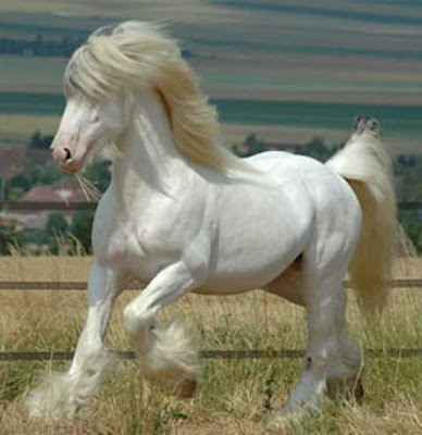 world's beautiful horses breeds