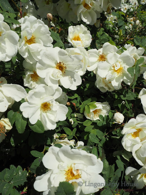 lingonberryhouse, juhannusruusu, rosa spinosissima, scotch rose