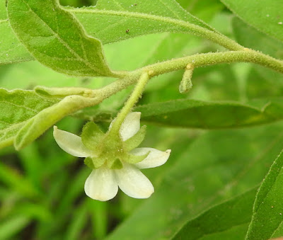 珊瑚櫻（玉珊瑚）的花