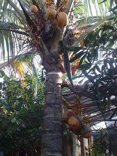 ANEKA JENIS BUAH KELAPA http://tipspetani.blogspot.co.id/2016/05/aneka-jenis-buah-kelapa.html
