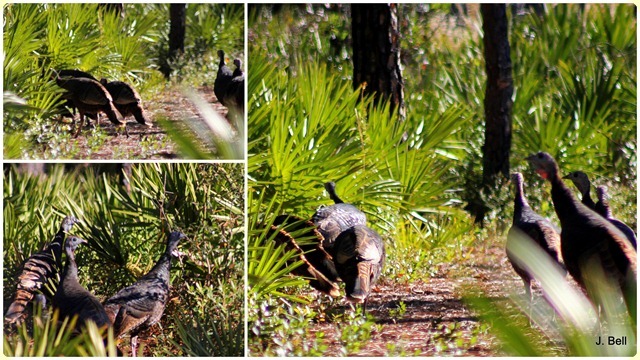 71 Okefenokee NWR 2012-1317