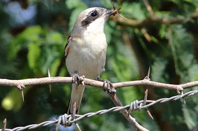 Bay-backed Shrike