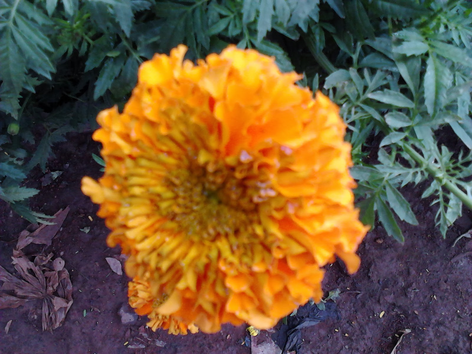 Shevanti Plant Chrysanthemums Growing and Flowering Tips Symbolism of 