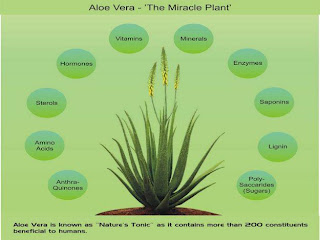 Health Benefits of Aloe Vera: Grow Your Own Medicine