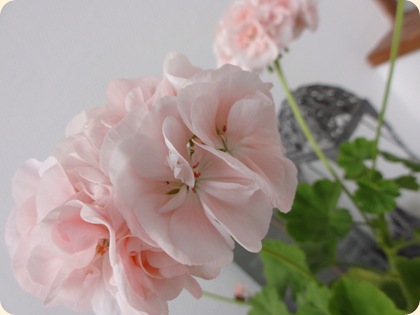 Pelargonie