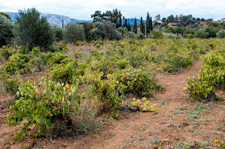 Vineyard of Savatiano in Spata fields