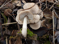 Pluteus petasatus