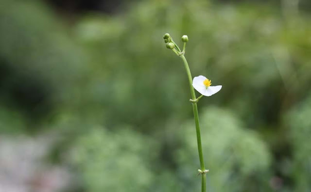 Broadleaf Arrowhead Flowers Pictures