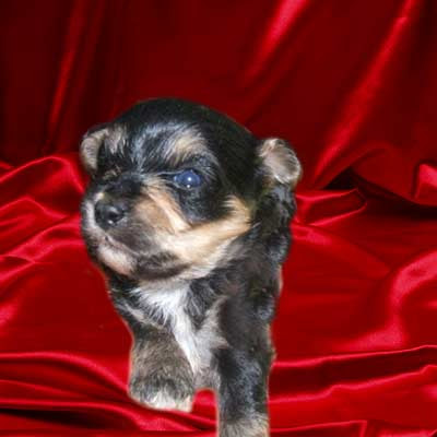 Black and brown puppy