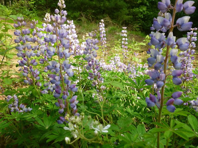 Wild blue lupine blooming on land protected by WWPP.  Photo taken last Saturday, 5/26/2012. 

The Saratoga Skier and Hiker, first-hand accounts of adventures in the Adirondacks and beyond, and Gore Mountain ski blog.