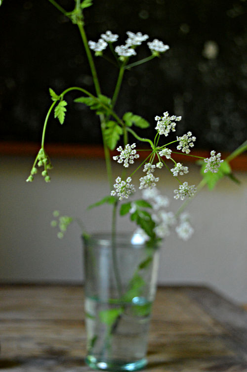 diegutendinge blog - Wiesenkerbel