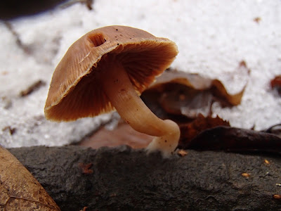 grzyby zimowe, grzybobranie w zimie, grzyby w lutym, Schizophyllum amplum rozszczepka kloszowa, Encoelia furfuracea orzechówka mączysta, Auricularia auricula-judae uszak bzowy, Schizophyllum commune rozszczepka pospolita, Tubaria furfuracea trąbka otrębiasta, Płomiennica zimowa [Zimówka aksamitnotrzonowa] Flammulina velutipes, Xylaria polymorpha próchnilec maczugowaty, Nectria cinnabarina gruzełek cynobrowy, kisielnica kędzierzawa. Exidia nigricans, Ascocoryne sarcoides galaretnica mięsista