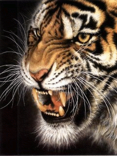  Harimau  Sumatera Panthera tigris sumatrae 