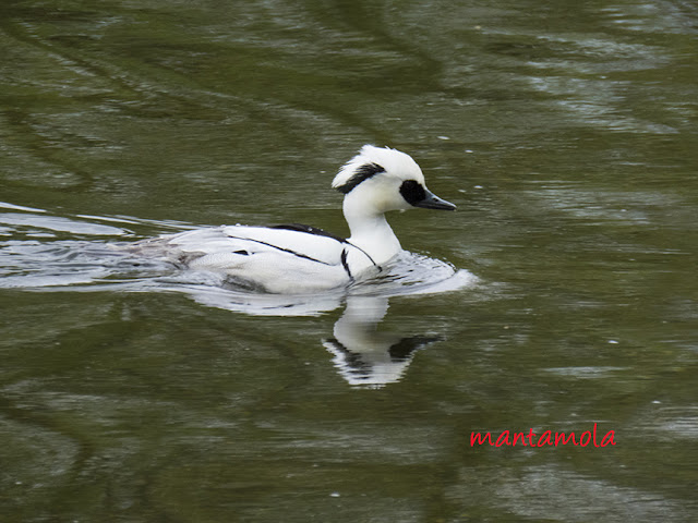 Smew