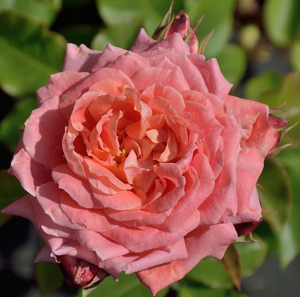Fleurs en Seine сорт розы фото саженцы