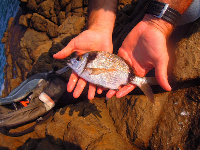 rockfishing, rock fishing, canne rockfishing, leurres rockfishing