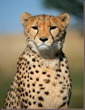 Amazing Animal Pictures Cheetah (1)