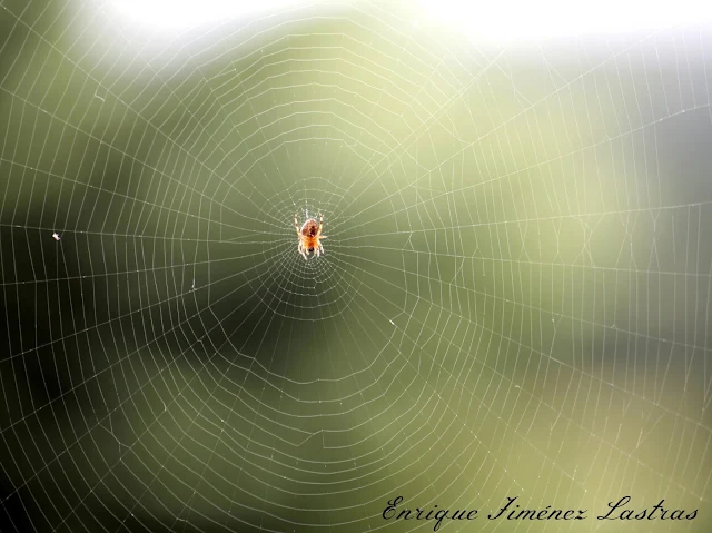 tela de araña