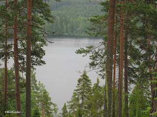 forest, Finland