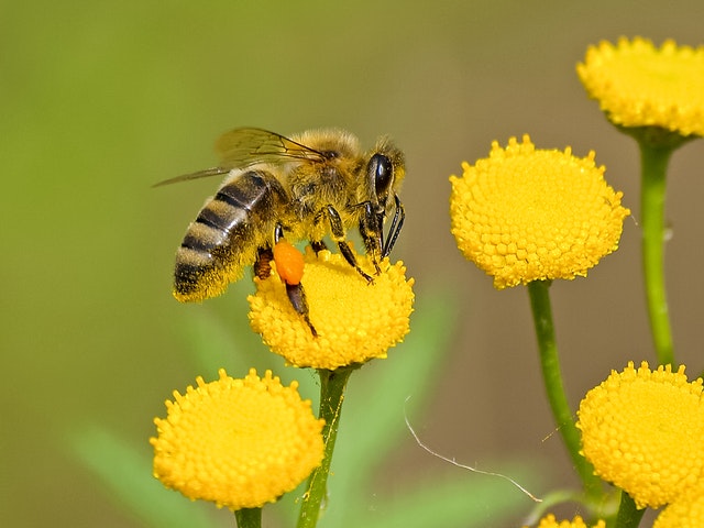 Cara Memberikan Pertolongan Pertama setelah Disengat Lebah