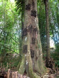 kuburan pohon di tanah toraja