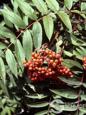 Sorbus americana 'Dwarfcrown'