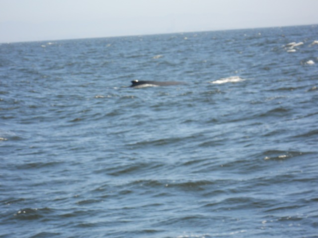 DSCN0491