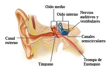 Partes del Oído