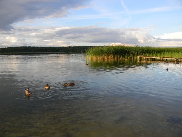 ptaki, jezioro, trzcina, nurkowanie