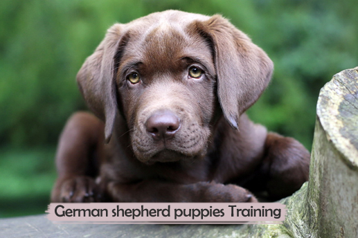 german shepherd puppies training german shepherd puppies are a bundle