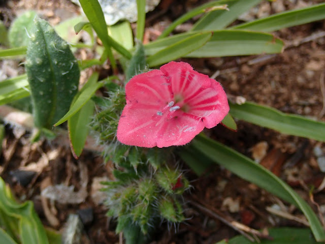 Echium montenielluense