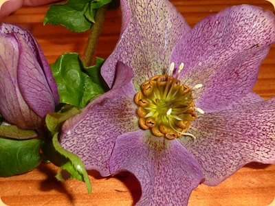 hellebore1 hellebore1