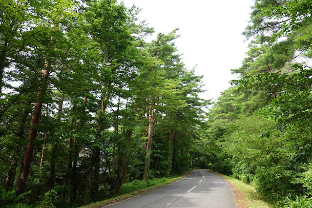 鳥取県西伯郡伯耆町丸山　赤松の森道