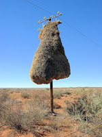 Photos Of Bird Nests